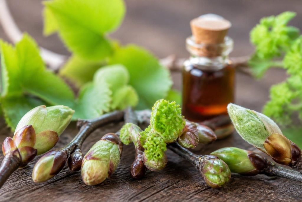 découvrez les bienfaits des bourgeons et leurs utilisations en phytothérapie pour améliorer votre bien-être de façon naturelle.